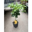 Pomarańcza Bergamota małe drzewko S